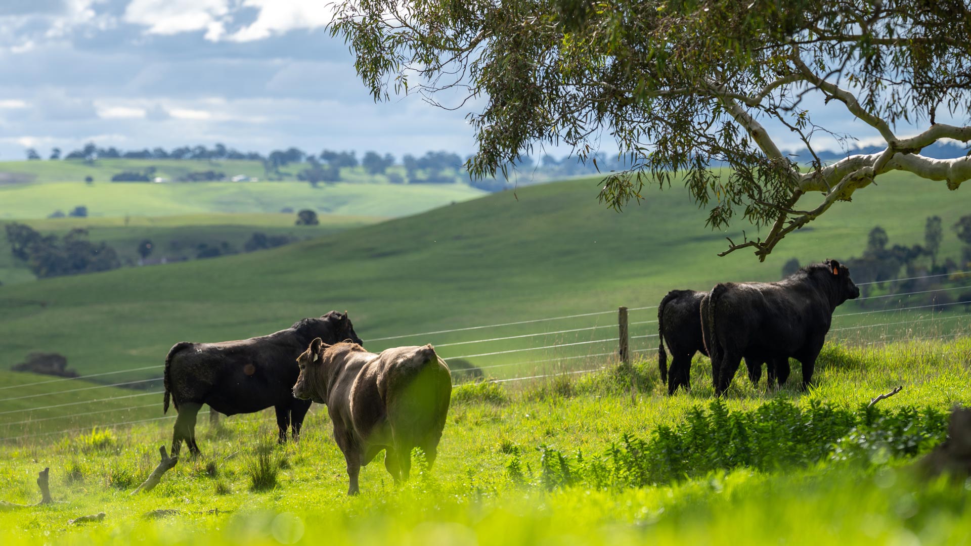 grass fed beef